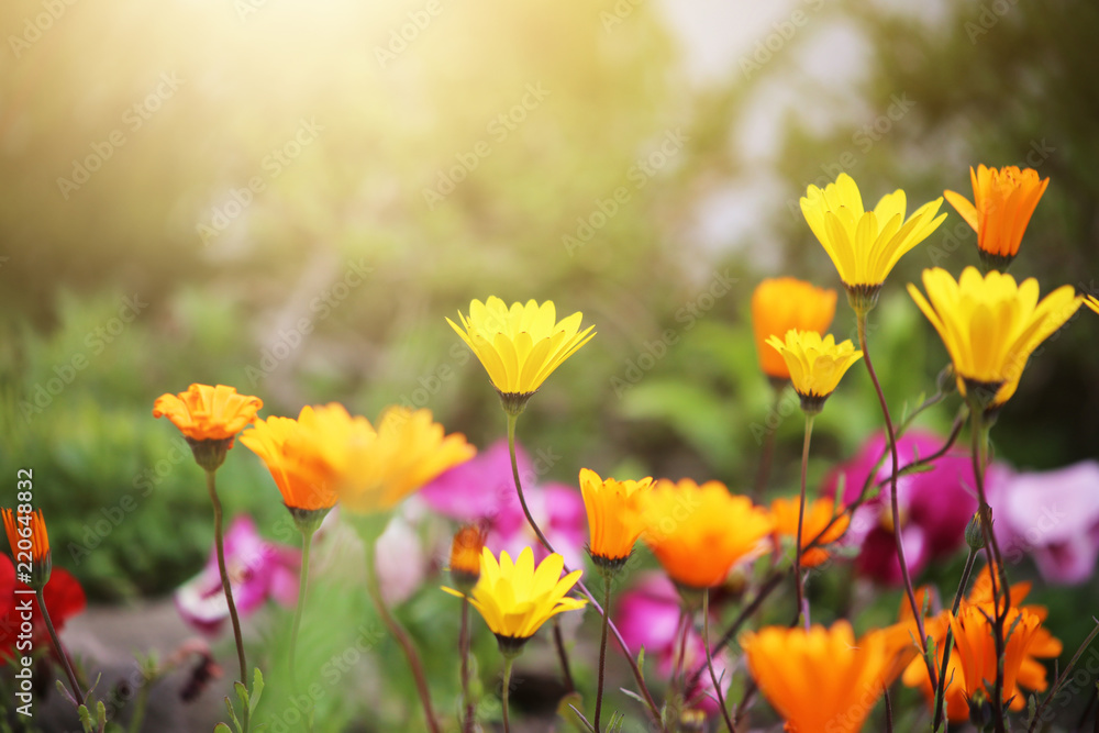 colourful flowers in garden with light copy space colourful flowers in garden with light copy space