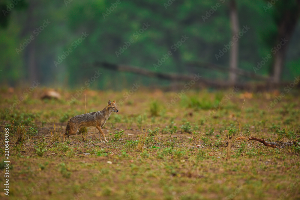 Indian Jackal, Canis aureus indicus calmly sitting and observing the behavior possible prey at kanha national park Indian Jackal, Canis aureus indicus calmly sitting and observing the behavior possible prey at kanha national park