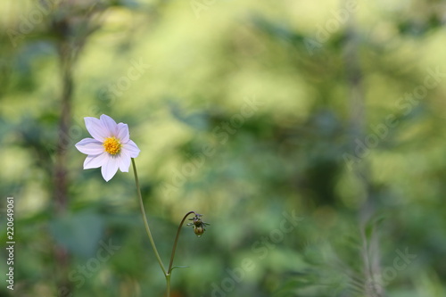 Fototapeta Naklejka Na Ścianę i Meble -  dahlia