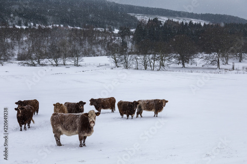 Cows in a snowy field