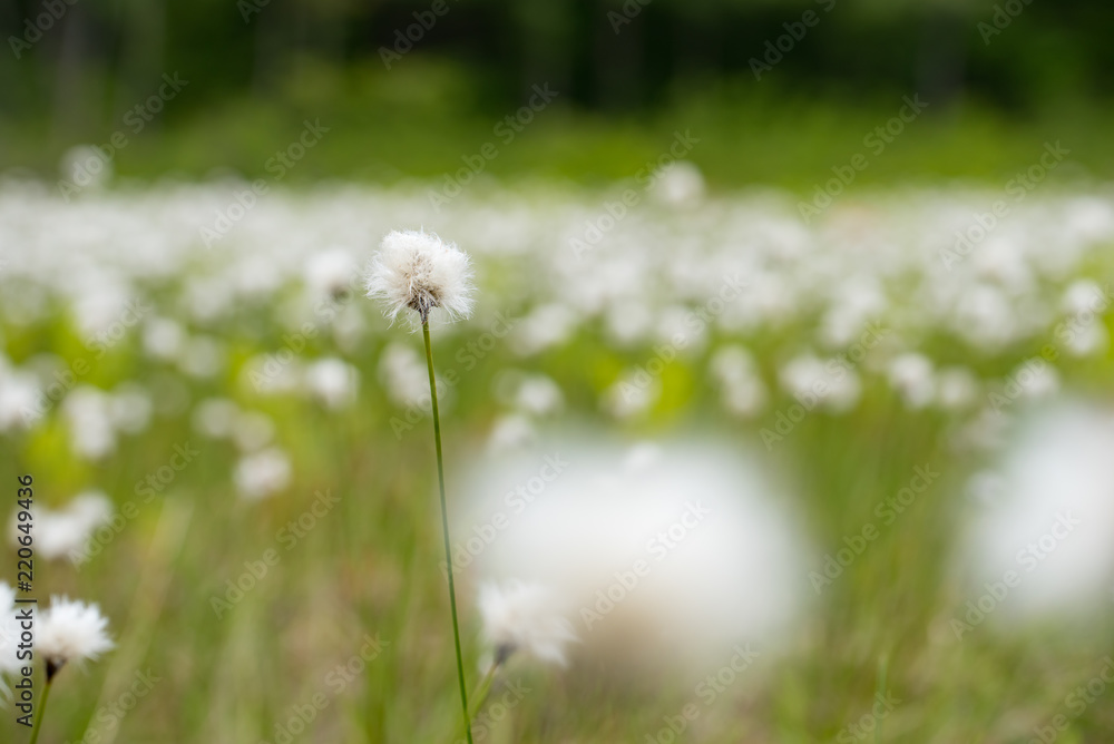 ワタスゲ（群生）