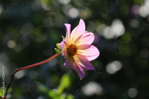 Fototapeta Naklejka Na Ścianę i Meble -  dahlia