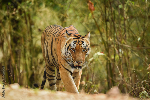 A wild and famous male tiger of kanha national park  India coming towards our vehicle
