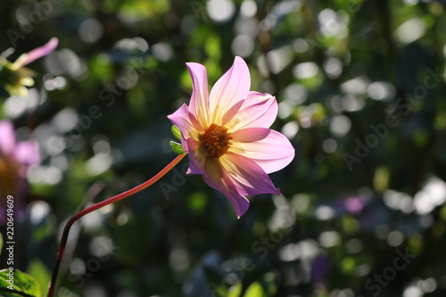 Fototapeta Naklejka Na Ścianę i Meble -  dahlia