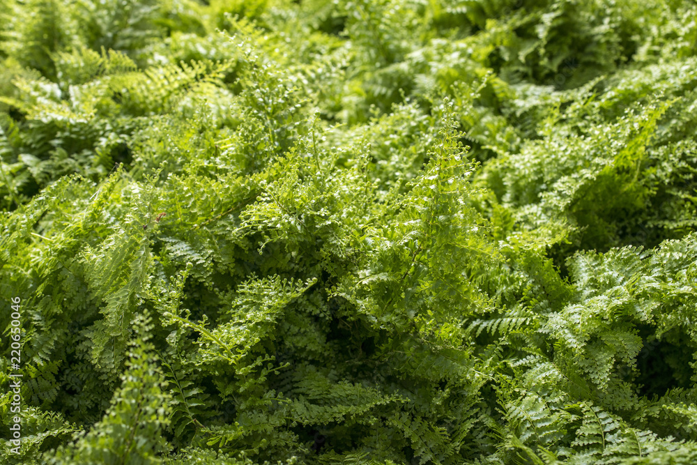 young green leaves fern, view from above