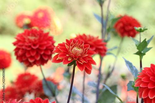 Fototapeta Naklejka Na Ścianę i Meble -  dahlia