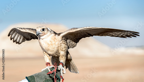 Fotografie Falcon Training in Gulf area, Abu Dhabi, UAE.