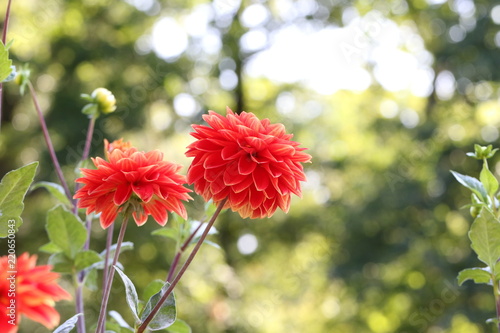 Fototapeta Naklejka Na Ścianę i Meble -  dahlia