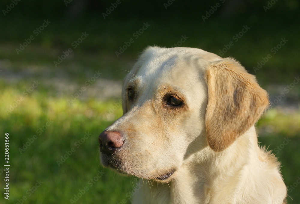 Labrador Potrait Labrador Potrait