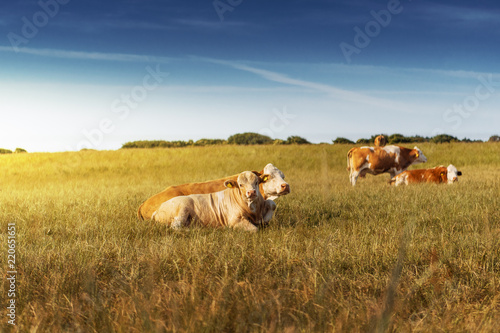 Brown and white cows on a farming meadow in bright summer sun light in the danish countryside. Rubjerg Knude Lighthouse, Lønstrup in North Jutland in Denmark, Skagerrak, North Sea