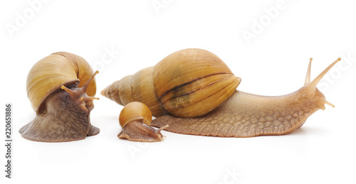 Big snails with small snail.