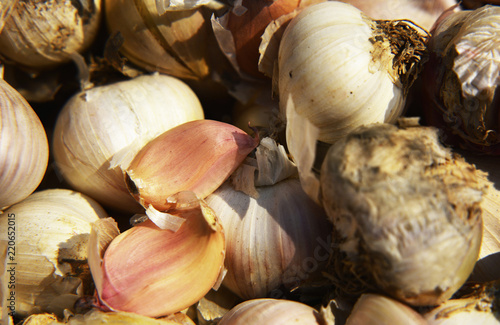 background of shells