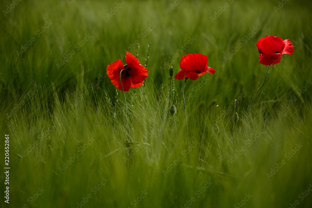 Fototapeta premium Pole jasnoczerwonych kwiatów maku kukurydzy w lecie