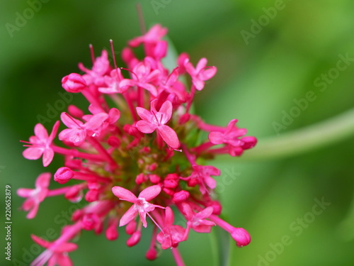 Centranthus ruber, also called red valerian,spur valerian, kiss-me-quick or fox's brush
 photo