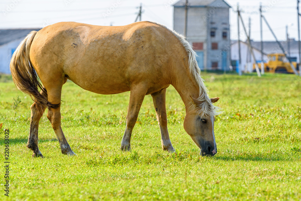 horse on the field against a background of a farm horse on the field against a background of a farm