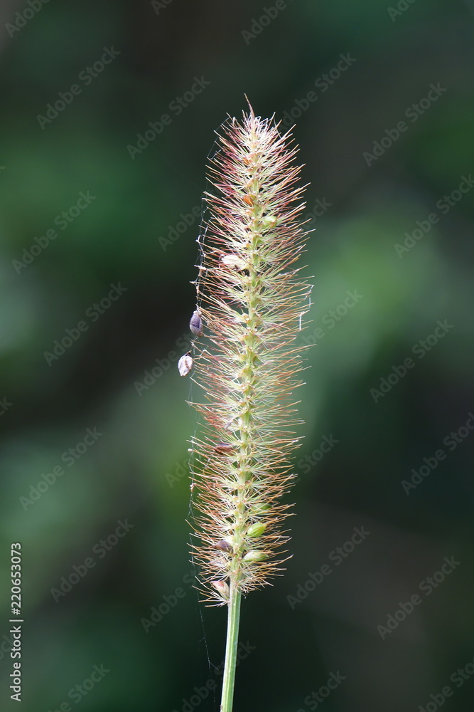 Timothy-grass (Phleum pratense) - an abundant perennial grass