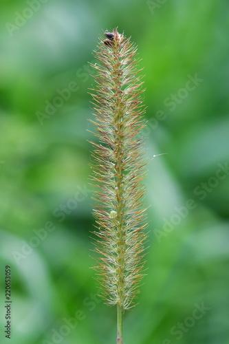 Timothy-grass (Phleum pratense) - an abundant perennial grass © gallas