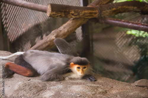 Red-shanked douc (Pygathrix nemaeus) in Dusit zoo, Thailand. photo