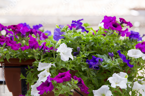 Tableau sur toile Close up of a colorful petunias plant