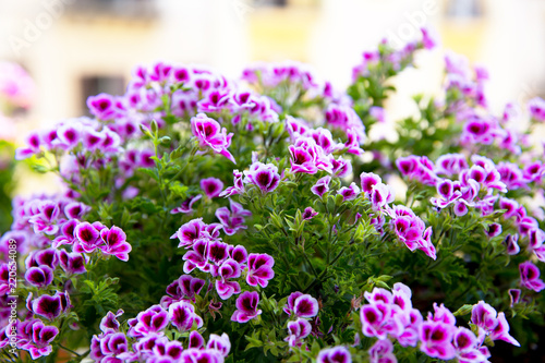 Fototapeta Naklejka Na Ścianę i Meble -  Close up of a pink geranium