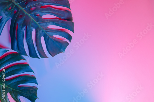 Tropical palm leaf on pastel background