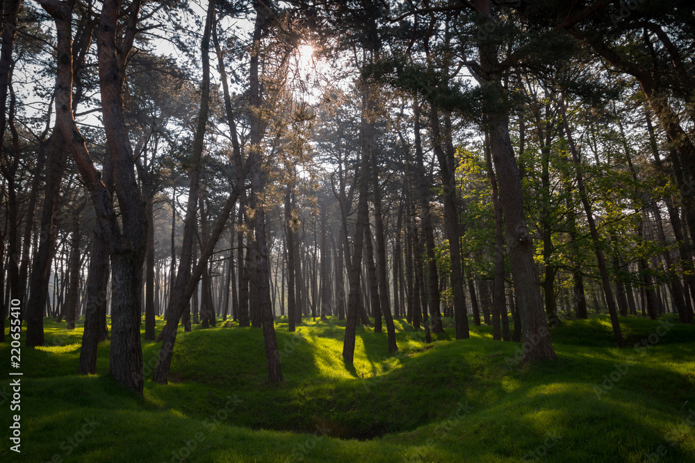 Obraz premium Sunlight on the craters and regrown woods on the World War 1 battleground, Vimy Ridge, France