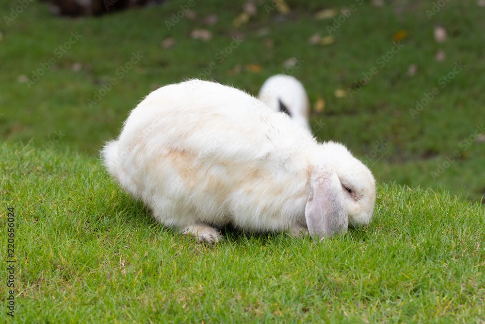 Calm and sweet little white rabbit sitting on green grass, cute bunny Calm and sweet little white rabbit sitting on green grass, cute bunny
