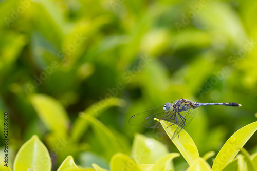closeup of beautiful dragonflies on a green plant © frank29052515