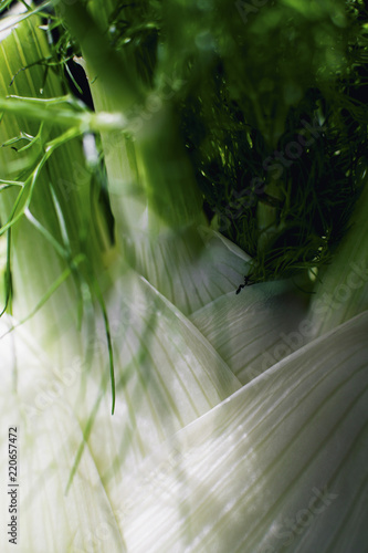 Close up macro photo of fennel