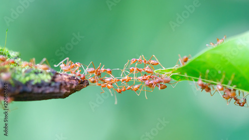 Ant action standing.Ant bridge unity team photo