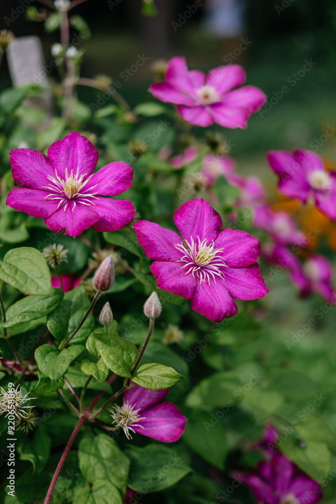 Vibrant Purple Clematis Flowers Vibrant Purple Clematis Flowers