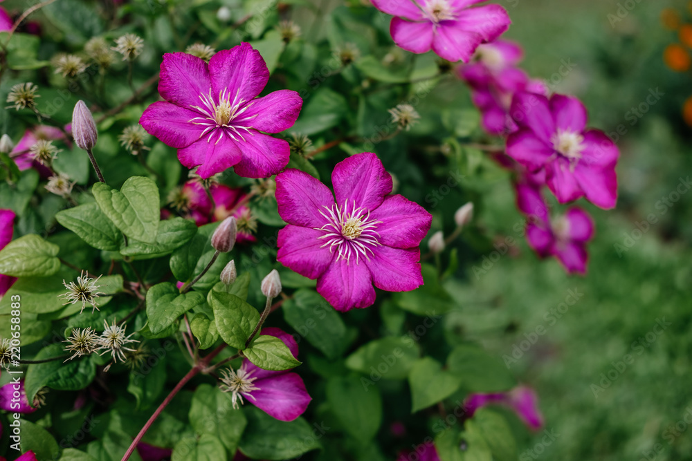 Vibrant Purple Clematis Flowers Vibrant Purple Clematis Flowers