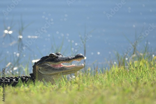 St. Marks Alligator - Mouth Open