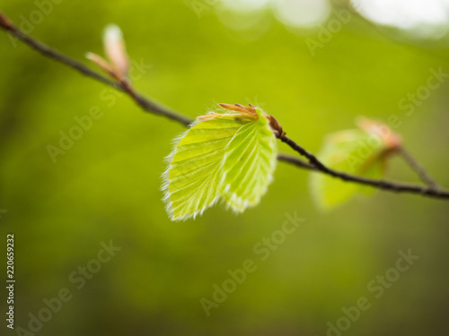 Green plant leaf growing over green background photo