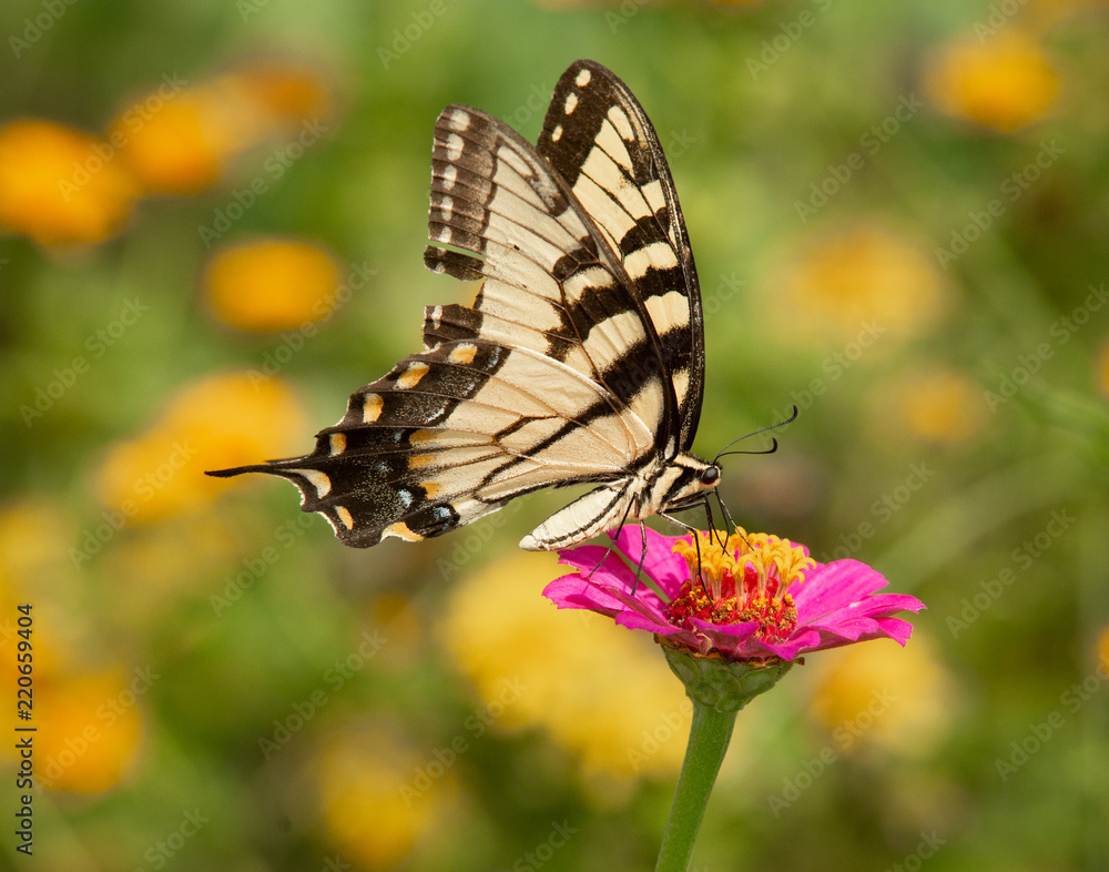 Swallowtail_1