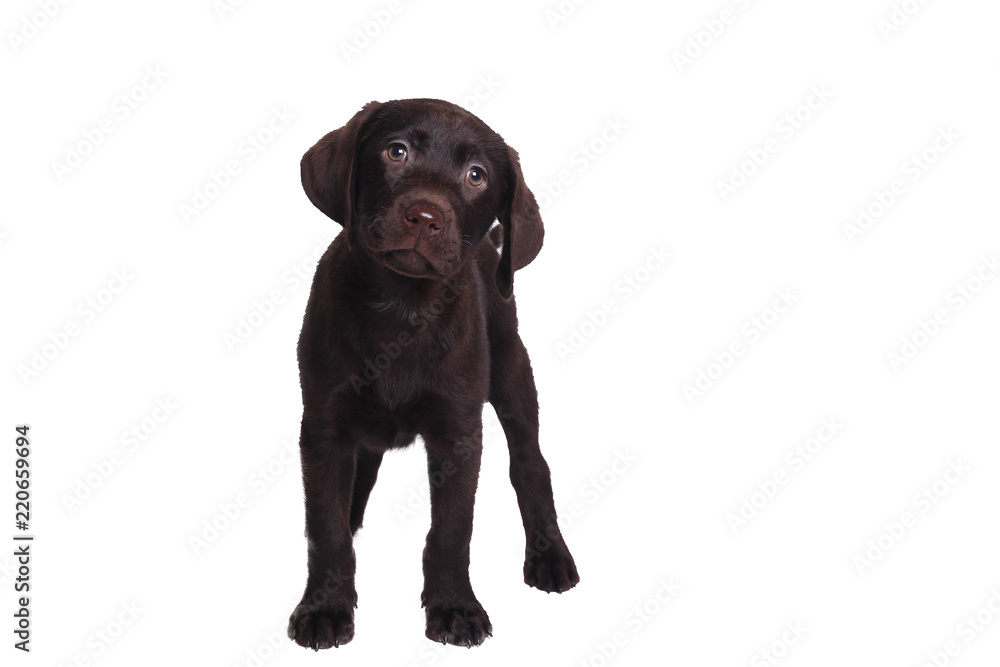 Lovely chocolate labrador Lovely chocolate labrador