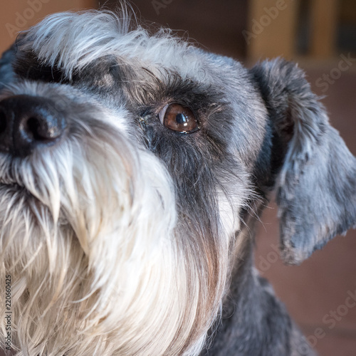 Schnauzer head detail attentive dog with eye only in focus natural window light on a side 
