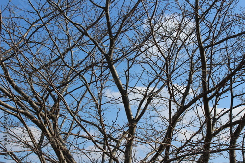 The branches of a deciduous tree in winter