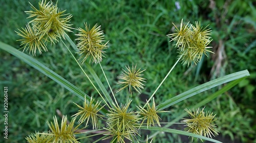 Straw-Colored Flat Sedge © bob