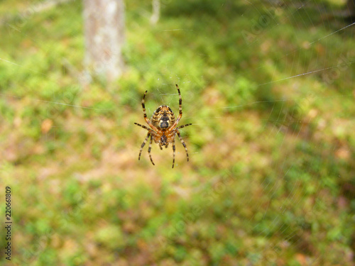 A closeup macro photography of a garden spider on its web
