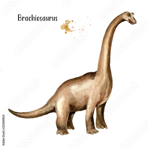 Brachiosaurus dinosaur. Watercolor hand drawn illustration, isolated on white background © dariaustiugova