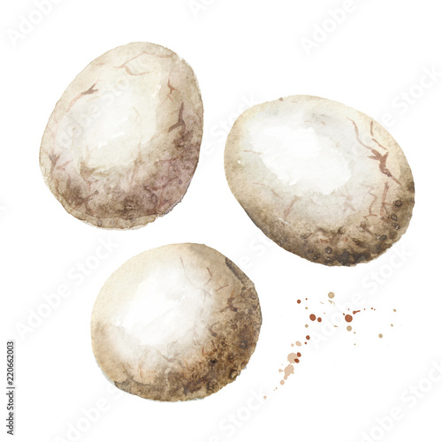 Fossil dinosaur egg set. Watercolor hand drawn illustration  isolated on white background