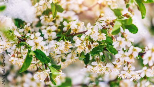 Blossom tree over nature background. Beautiful nature scene with blooming tree  sun and snow. Easter Sunny day.