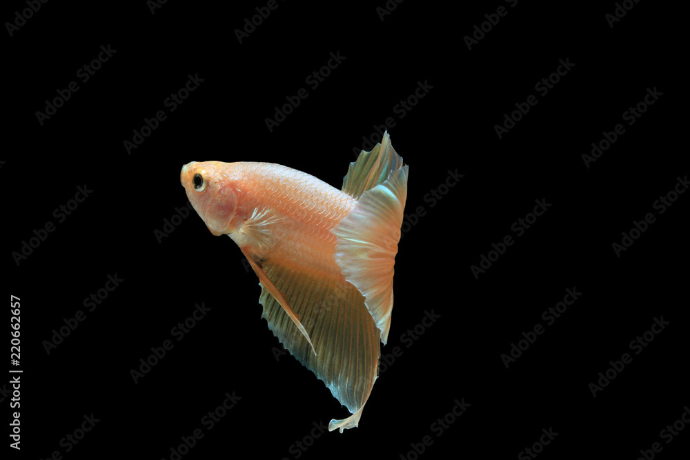 Gold betta fish, fighting fish , siamese fighting fish isolated on black background Gold betta fish, fighting fish , siamese fighting fish isolated on black background