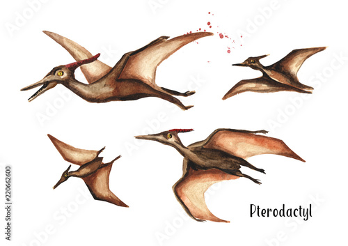 Pterodactyl dinosaur. Watercolor hand drawn illustration  isolated on white background