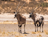 Two gemsbok in the Kgalagadib Transfrontier Park in South Africa