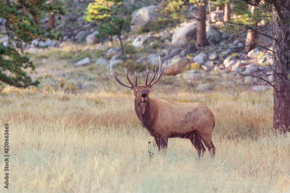 Elk Elk