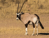 One gemsbok standing in the Kgalagadi Transfrontier Park in South Africa