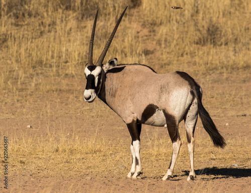 Canvas Print One gemsbok standing in the Kgalagadi Transfrontier Park in South Africa