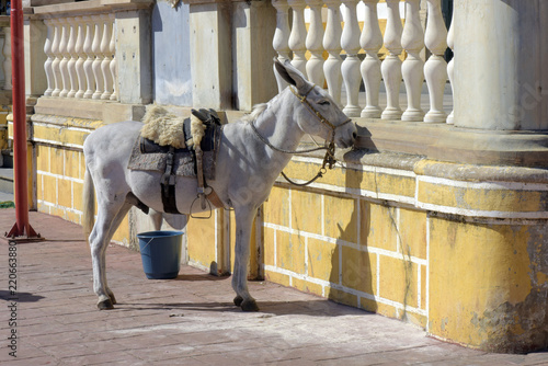 Donkey tied to the pillars of the ancient church photo